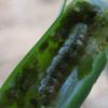 Beet Army Worms