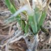 Beet Army Worm in St Elizabeth