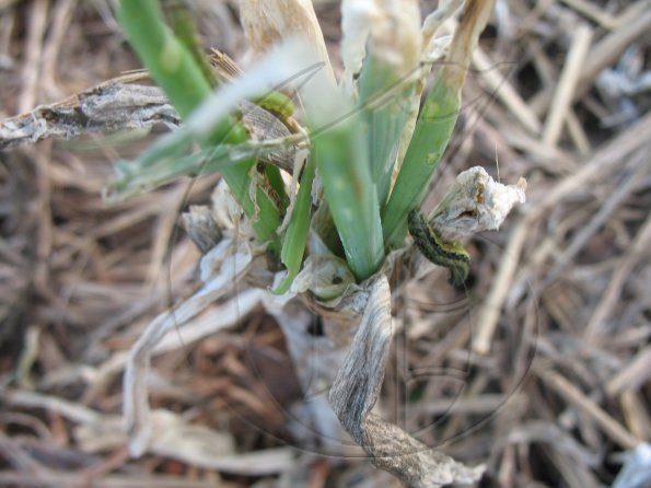 Beet Army Worms