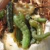 Beet Army Worms