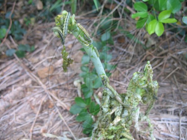 Beet Army Worms