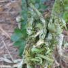 Beet Army Worms