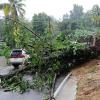 Ricardo Makyn/Staff Photographer.
A tree fell on the roadway in  Black Hill Portland due to the heavy rains.