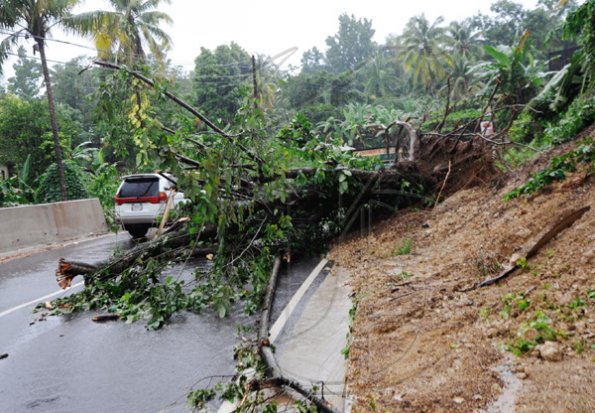 Ricardo Makyn/Staff Photographer.
A tree fell on the roadway in  Black Hill Portland due to the heavy rains.