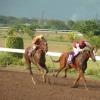 Colin Hamilton/Freelance Photographer
Horseracing at Caymanas Park on Saturday May 8, 2010.