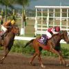Colin Hamilton/Freelance Photographer
Horseracing at Caymanas Park on Saturday May 8, 2010.