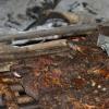Jerk Pork