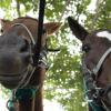Horseback Riding