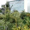 Ian Allen/Staff Photographe
Heleconias and duranta add a variety of colours to the grounds.

Pegasus Gardens.