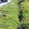 Norman Grindley /Deputy Chief Photographer 
This drain in Hamilton Gardens in St. Catherine is covered with vegitation.
