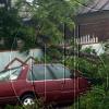 car_bush