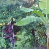 #1-BANANA#1--Will-I-survive