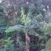 #2-BANANA#2-YES!-alone,-I-s