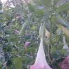 #8-FLOWERS-Blooming-bright-