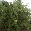 Hurricane-Dean-Aug-07-005