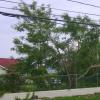 _NICE-TREE--ON-EKINGS-HSE-R